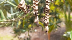 Ropalidia revolutionalis