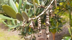 Ropalidia revolutionalis