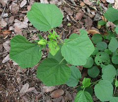 Hibiscus calyphyllus