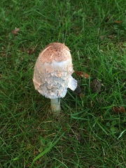 Coprinus comatus