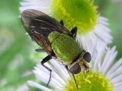 Isomyia prasina