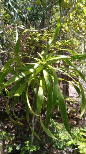 Dracaena reflexa image