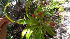 Dracaena reflexa image