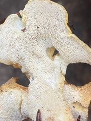 Albatrellus