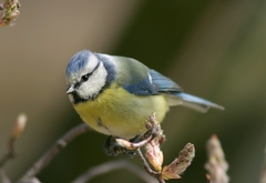 Cyanistes caeruleus