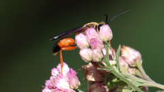 Pluchea odorata odorata