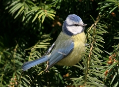 Cyanistes caeruleus