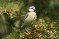 Cyanistes caeruleus