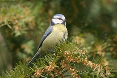 Cyanistes caeruleus