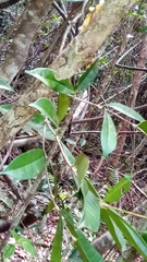 Colea