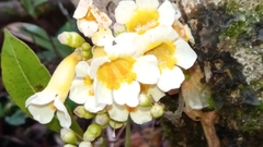 Colea