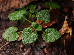 Ballota nigra
