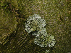 Phaeophyscia orbicularis