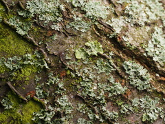 Physcia