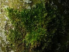 Hypnum cupressiforme