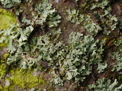 Physcia tenella