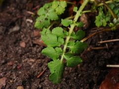 Chelidonium majus