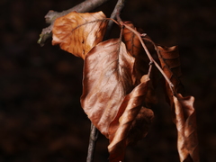 Fagus sylvatica