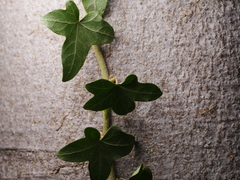 Hedera helix