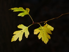 Crataegus monogyna