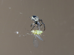 Araneus tartaricus