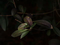 Ligustrum vulgare