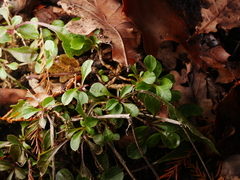 Magnoliopsida