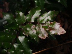 Berberis aquifolium