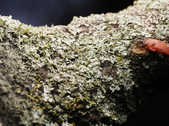 Phaeophyscia orbicularis