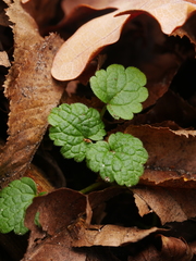 Lamium purpureum