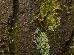 Phaeophyscia orbicularis