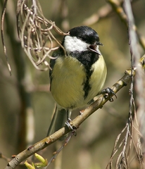 Parus major