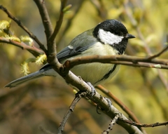 Parus major
