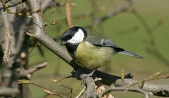 Parus major