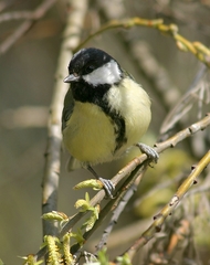 Parus major