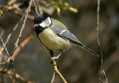 Parus major