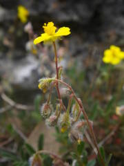 Pseudocistus