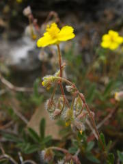 Pseudocistus