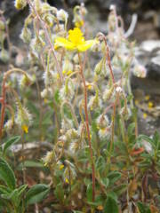 Pseudocistus