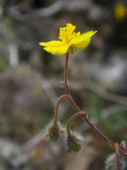 Pseudocistus