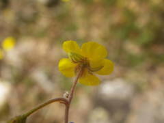 Pseudocistus