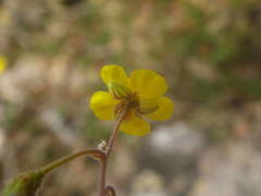 Pseudocistus