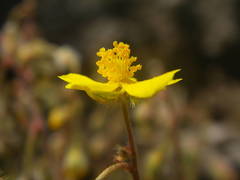 Pseudocistus