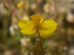 Pseudocistus