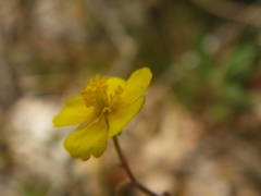 Pseudocistus
