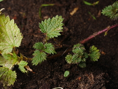 Urtica dioica