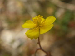 Pseudocistus
