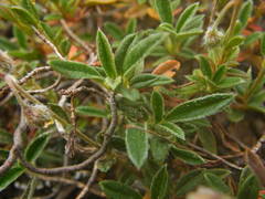 Pseudocistus
