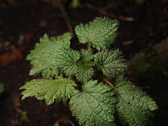 Urtica dioica