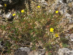 Pseudocistus